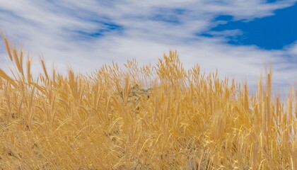 Obraz premium Golden wheat field on the background blue sky with white clouds. Ground road leaving to the horizon. Beautiful summer landscape. 3D Rendering
