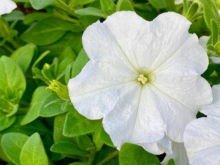 white flowers