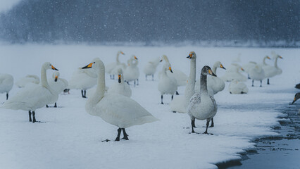 屈斜路湖　阿寒湖　摩周湖　白鳥　北海道　網走　能取岬　弟子屈