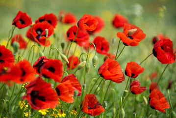 Fototapeta premium Beautiful red poppies against the background of green grass. Background. Nature. Can used as a background or screen saver on phone or computer monitor. A picture for the interior.