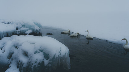 屈斜路湖　阿寒湖　摩周湖　白鳥　北海道　網走　能取岬　弟子屈