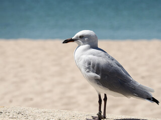 Seagull sitting at the beach in Rockingham Australia