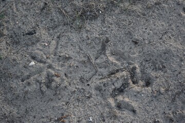 Turkey tracks in the sand