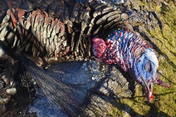 A mature spring turkey gobbler 
