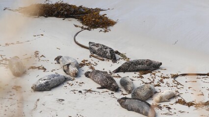 Wild spotted fur seals rookery, pacific harbor sea lions resting, ocean beach, Point Lobos wildlife, China Cove California coast, USA. Young animals colony in freedom, herd in natural habitat by water