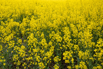 Obraz premium field of yellow rapeseed