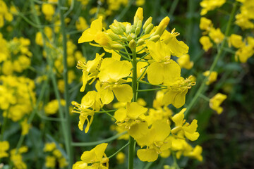 field of yellow rapeseed