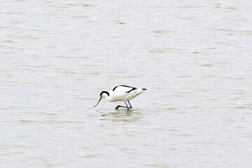 black headed gull