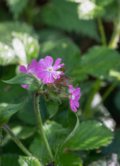 Obraz premium beautiful pink flower of the hedgerow crane's bill aslo known as mountain cranesbill (Geranium pyrenaicum)