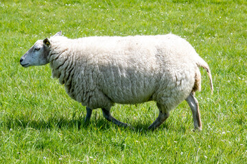 sheep on a meadow
