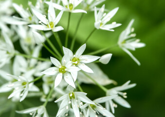 close up of wild white Milky Star flowers (Ornithogalum umbellatum) in early summer