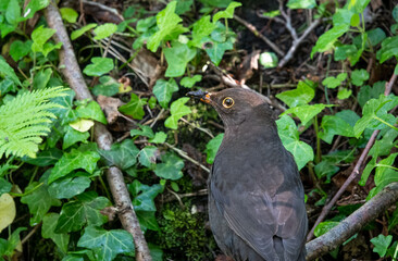 close up of a blackbird (turdus merula) feeding amongst woodland undergrowth