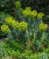 Large Mediterranean spurge (Euphorbia characias) in flowers. Botanical Garden, KIT Karlsruhe,...