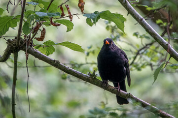 close up of a blackbird (turdus merula) feeding amongst woodland undergrowth