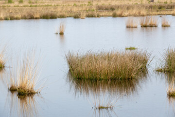reeds in the water