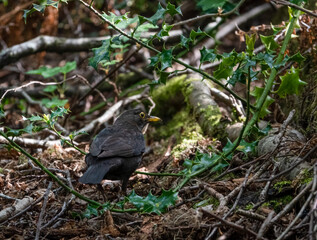 close up of a blackbird (turdus merula) feeding amongst woodland undergrowth