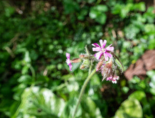beautiful pink flower of the hedgerow crane's bill aslo known as mountain cranesbill (Geranium pyrenaicum)