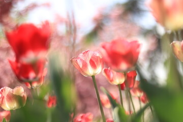 Blooming tulips in the parks. Close-up shot of a flower against the backdrop of cherry blossoms. Warm spring weather. Selective focus, front flower in blur