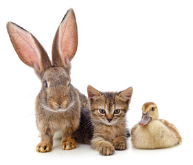 Rabbit, kitten and duckling.