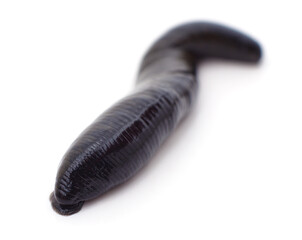 One big black leech.