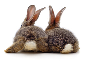 Two rabbit back.