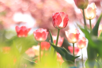 Blooming red-pink tulips in the park, square, botanical garden. Tulips on the background of flowering trees in spring, selective focus