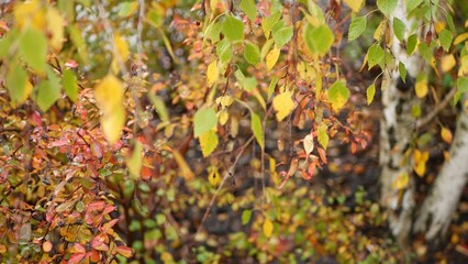 Striped bark of autumn birch tree, yellow orange leaves in golden fall forest. Seasonal september, october or november woods. Woodland flora of Siberia or Europe. Plant leaf in grove, leafage close up