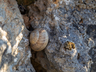Caracol