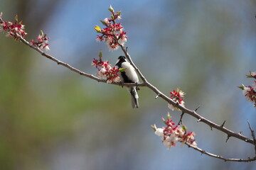 赤梅の花の蜜を吸いに来たシジュウカラ