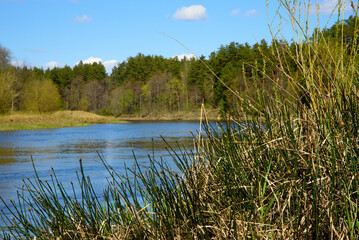 beautiful river valley on a sunny day with green grass and pine forests in the distance