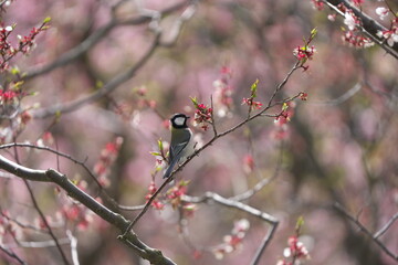 赤梅の花の蜜を吸いに来たシジュウカラ