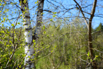 beautiful birch pumupri on a sunny day in spring