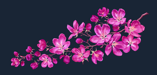 Vector branch with spring pink flowers. Realistic branch of a fruit tree. Detailed hand-drawn clip art element isolated on a dark background for your design, postcards, advertising, social media posts