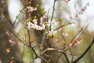 白梅の花の蜜を吸いに来たメジロ