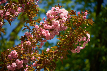 Beautiful sakura blooming in the Ukrainian botanical garden