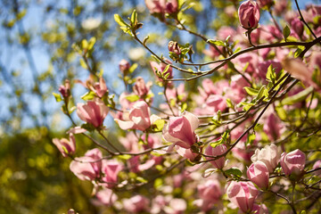 Beautiful magnolias blooming in the Ukrainian botanical garden
