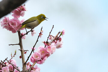 赤梅の花の蜜を吸いに来たメジロ