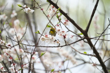 白梅の花の蜜を吸いに来たメジロ