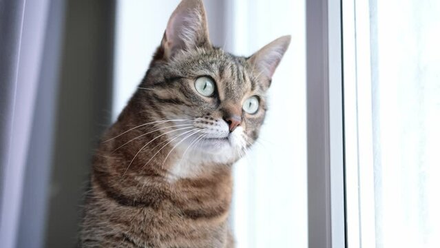Portrait striped domestic cat sitting on windowsill and looking out the window at home