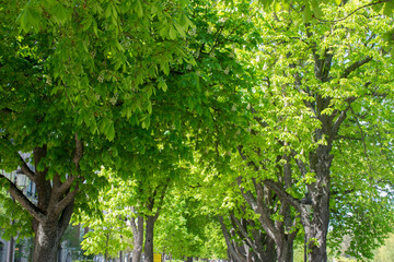 Copas y ramas de árbol de un bosque en primavera. 