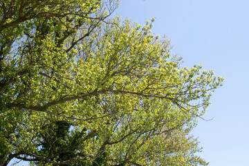Copas y ramas de árbol de un bosque en primavera. 