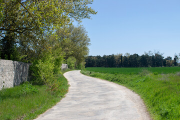 Fototapeta na wymiar Campos de cultivo atravesado por un camino en primavera.