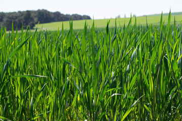 Campos de cultivo verde visto desde cerca. 