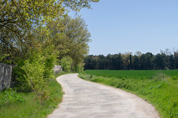 Fototapeta na wymiar Campos de cultivo atravesado por un camino en primavera.