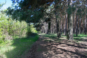 Paisaje de bosque de pinos atravesado por un camino.