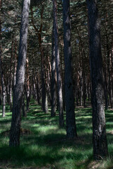 Fototapeta premium Paisaje de bosque de pinos atravesado por un camino.