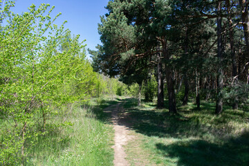 Fototapeta na wymiar Paisaje de un bosque en primavera atravesado por un camino. 