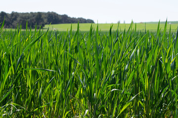 Campos de cultivo verde visto desde cerca. 