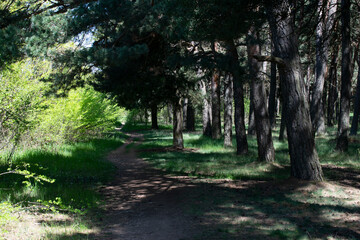 Obraz premium Paisaje de bosque de pinos atravesado por un camino.