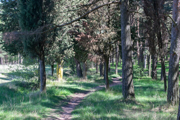 Paisaje de bosque de pinos atravesado por un camino.